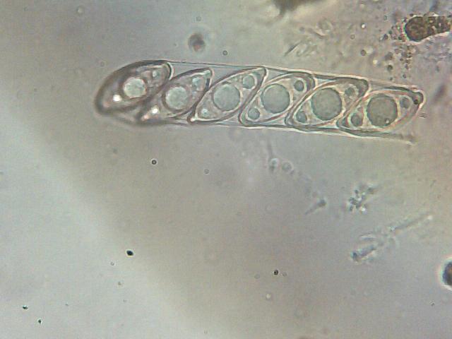 Discina gigas